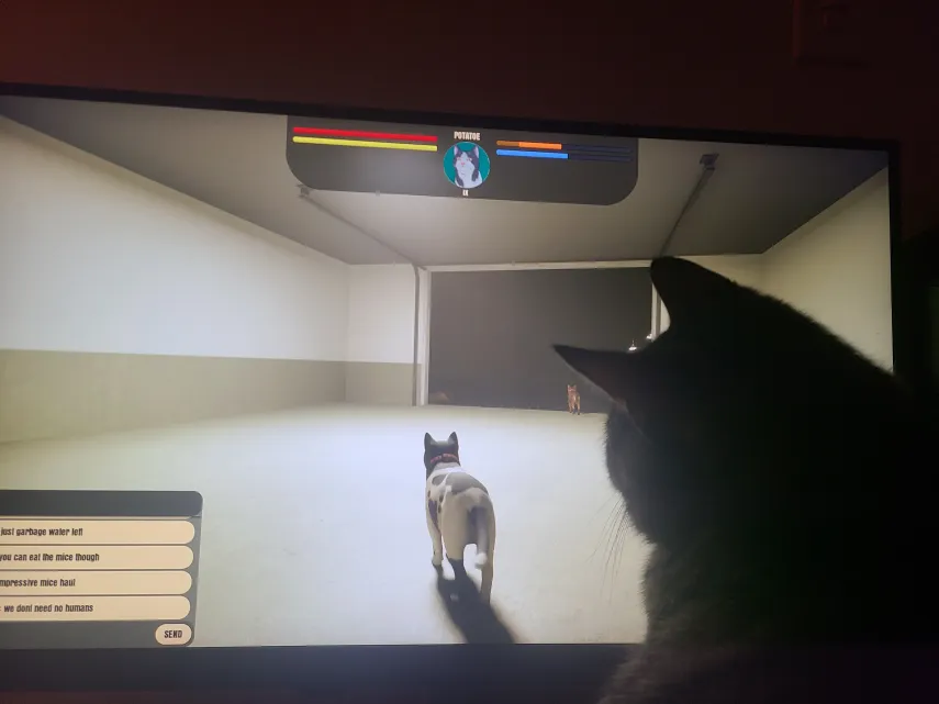 Fan Cat of the Week
