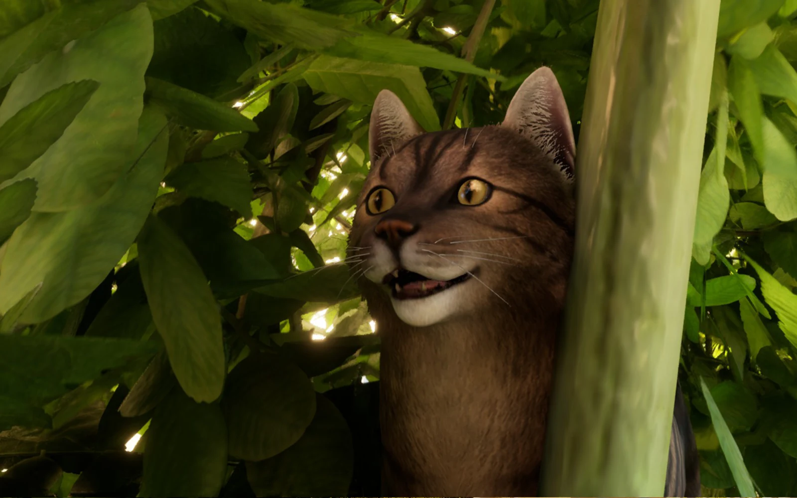 City of Cats