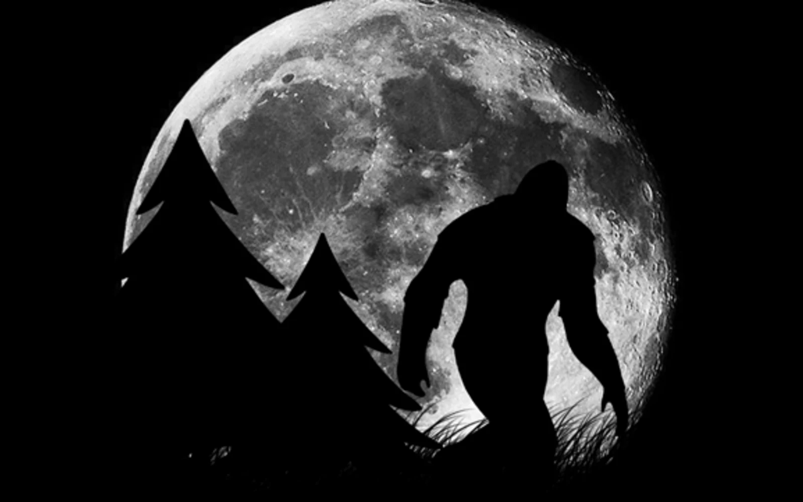 Search 4 Bigfoot